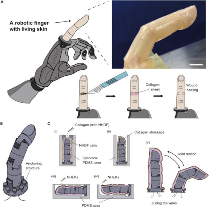 Artificial Skin