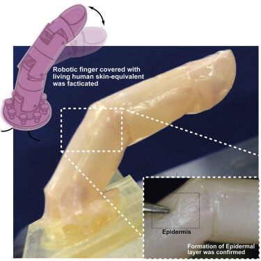 Graphical Abstract