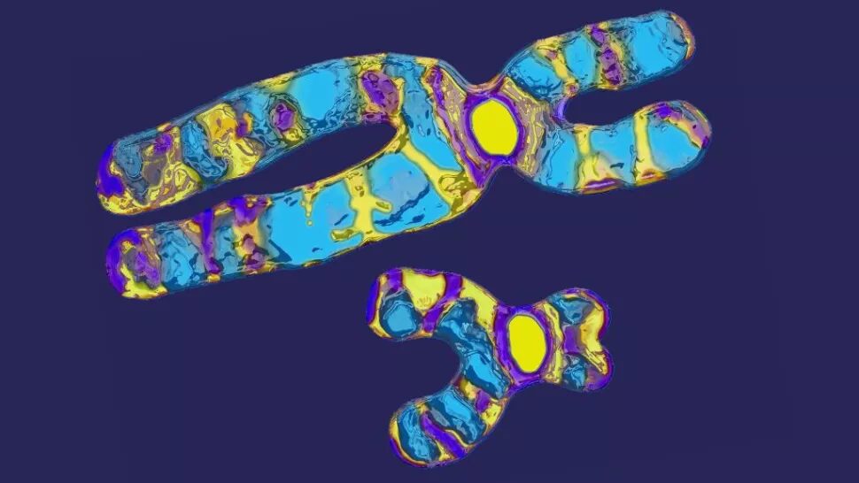 Chromosomes