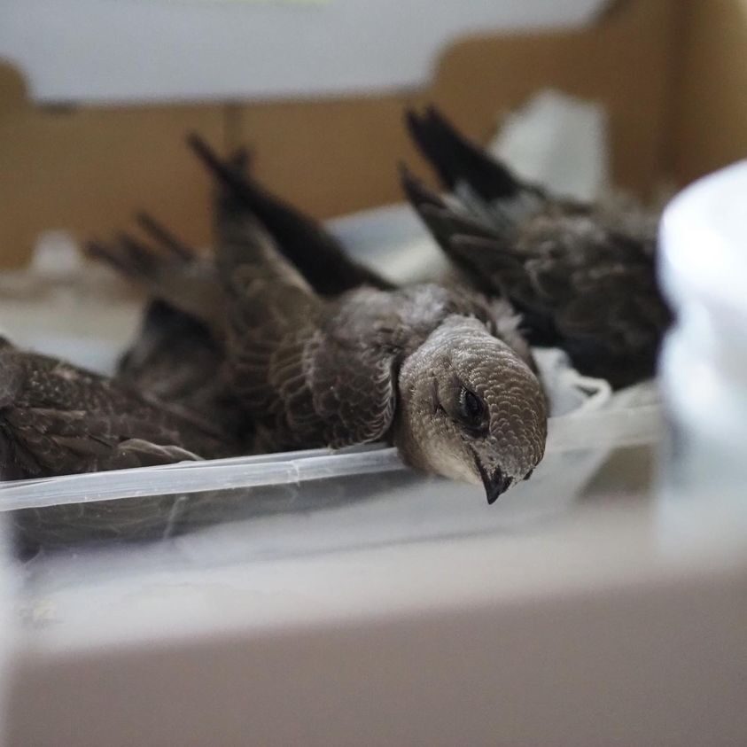 swifts