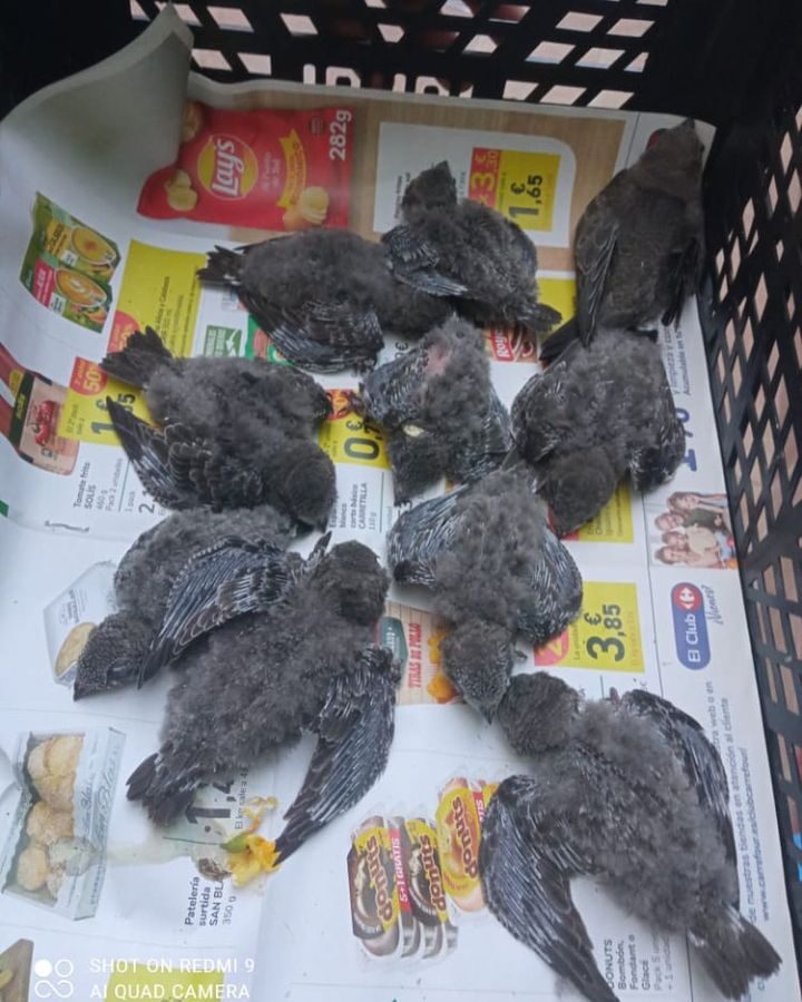 swifts