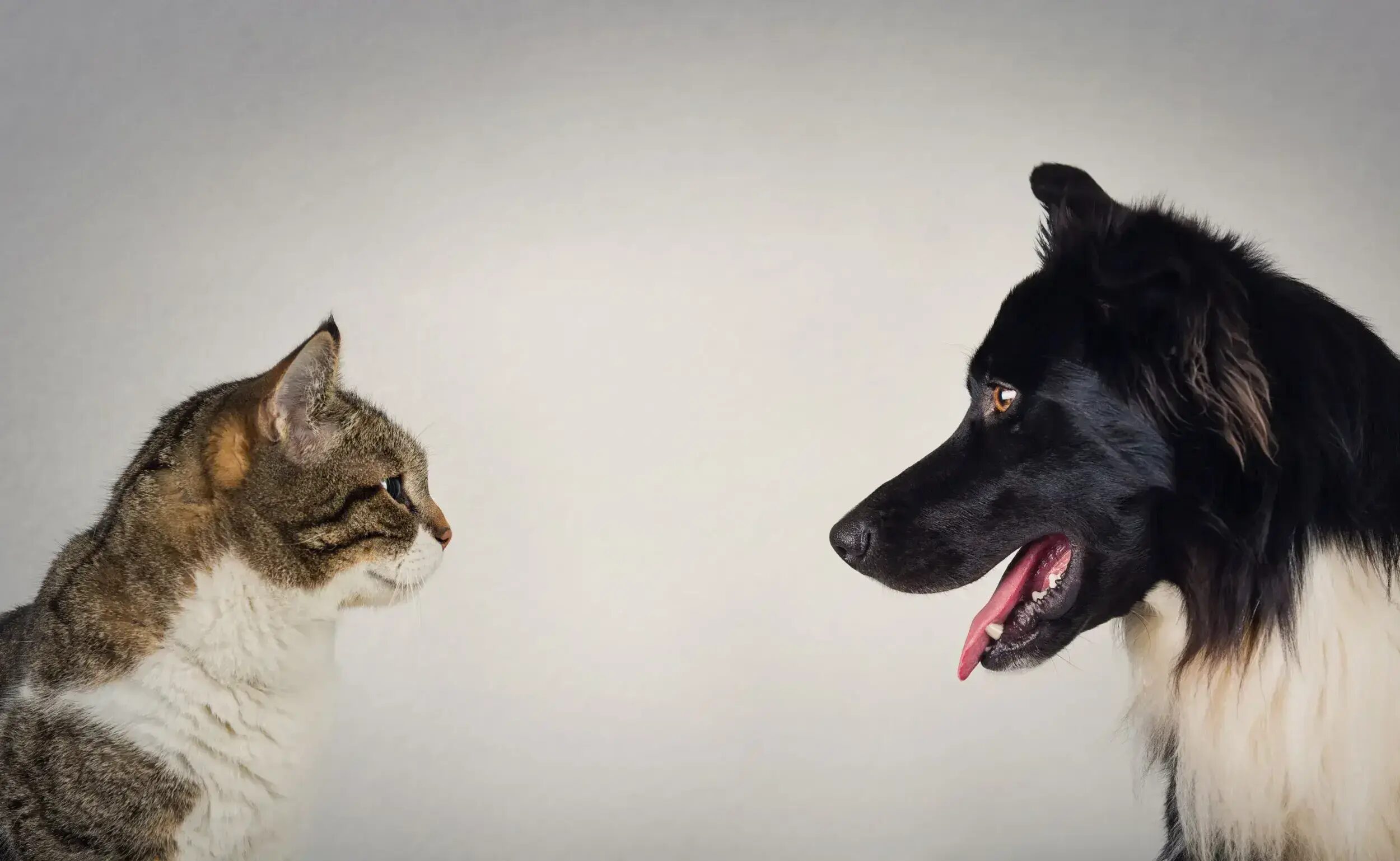 Cat and Dog