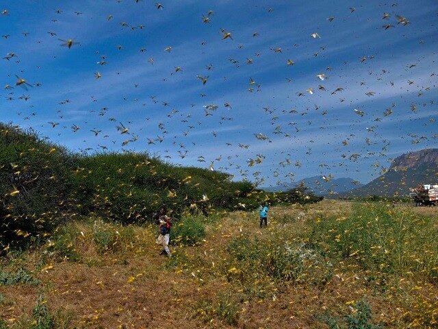 Locusts swarm