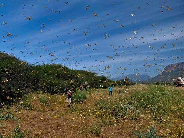 Click to enlarge Locusts swarm