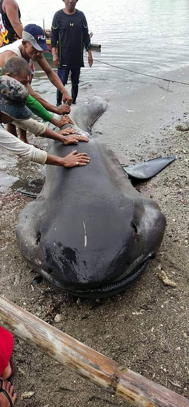 Click to enlarge mega
