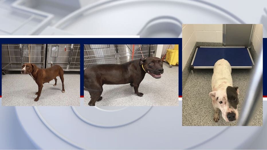 Photos of the dogs involved
