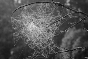 Oh what a tangled web we weave…