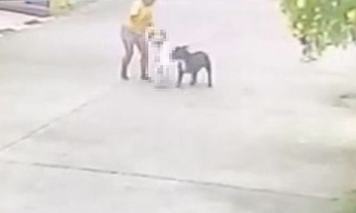 dog attack