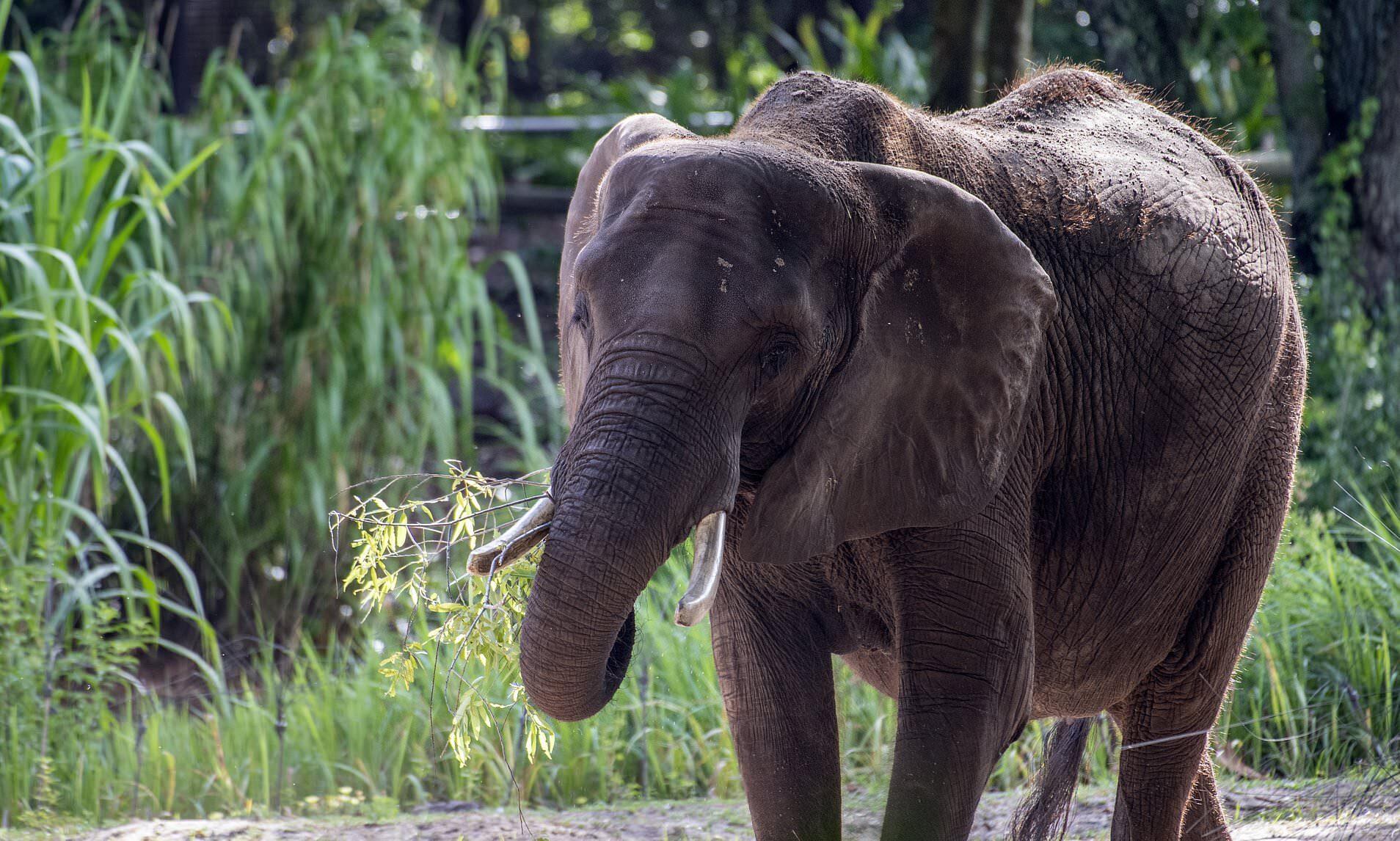 elephant