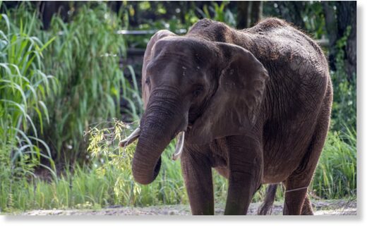 elephant