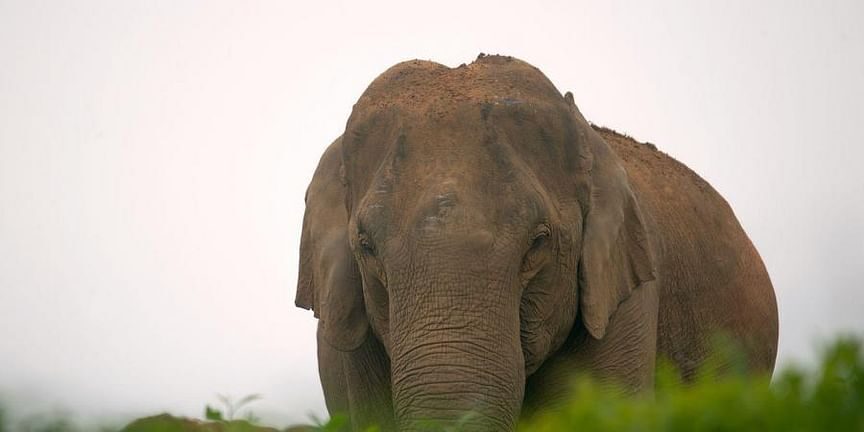 Click to enlarge elephant
