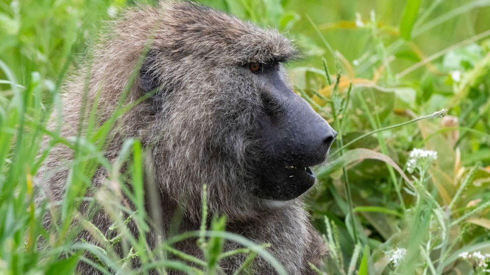 Click to enlarge The olive baboon is one of the monkey species found in Gombe National Park