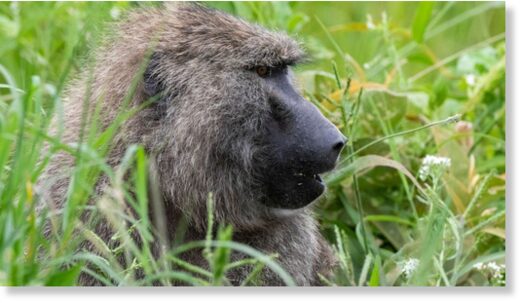 The olive baboon is one of the monkey species found in Gombe National Park