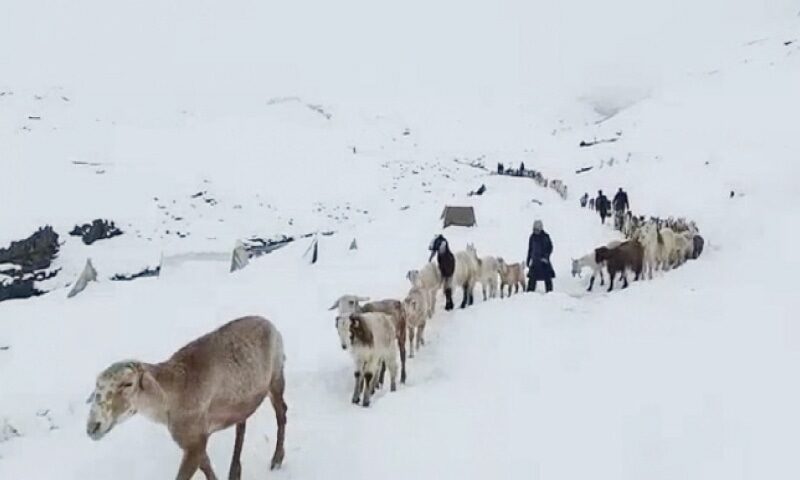 Click to enlarge Shepherds start leaving summer grazing meadows in upper parts of Kaghan valley after the area received heavy snowfall.