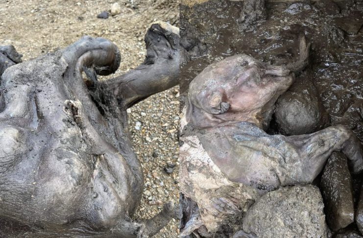 Mummified mammoth