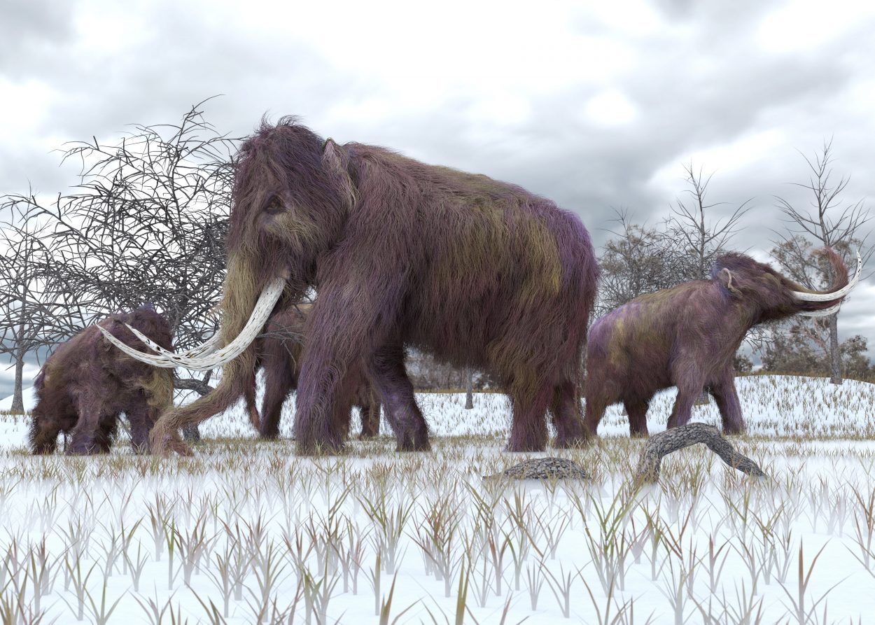 A herd of Woolly Mammoths grazing