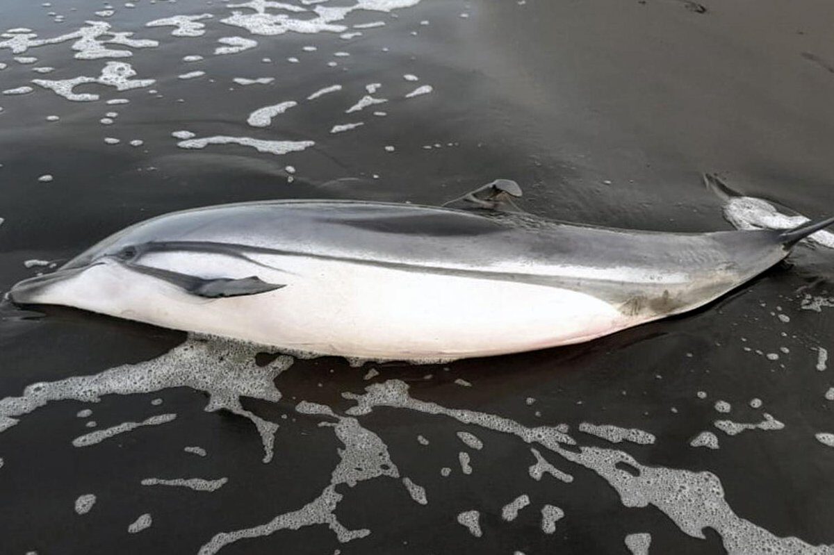 Click to enlarge Dead Dolphin