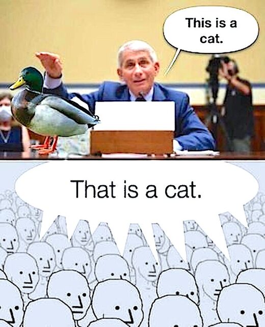 Click to enlarge Fauci duck