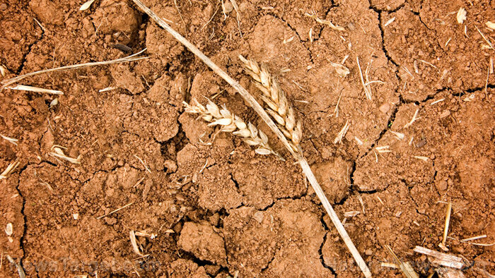 wheat