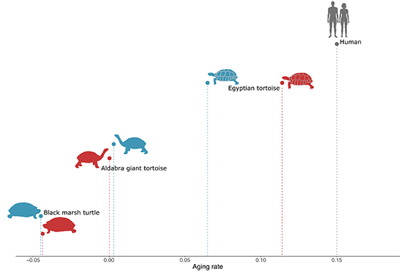 Aging Rate