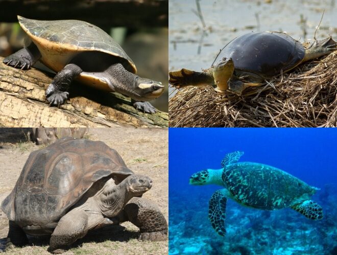 Different Turtles