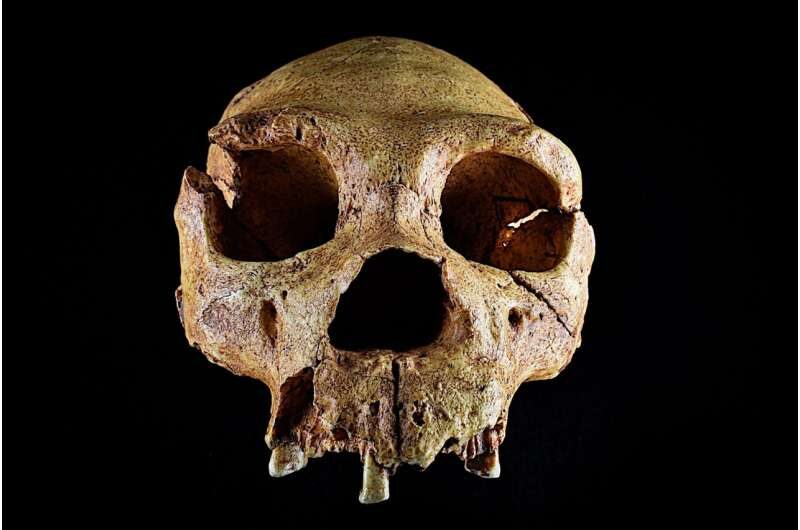 Click to enlarge Homo heidelbergensis