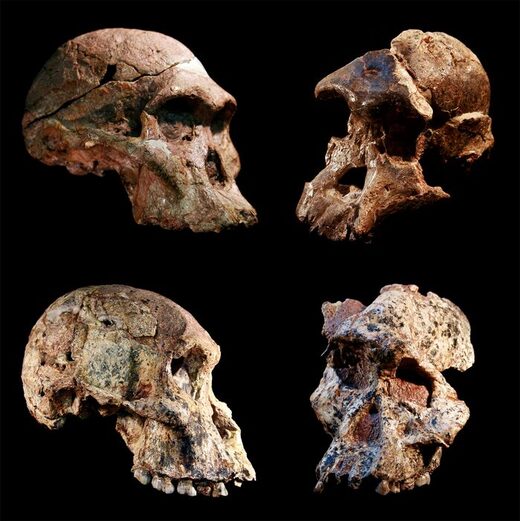 Click to enlarge Australopithecus