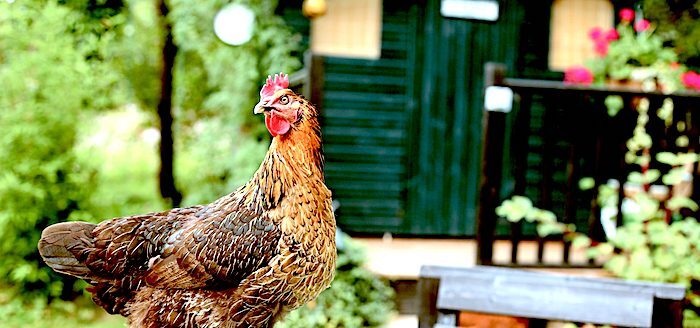 chicken