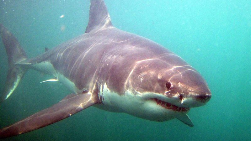 A shark attack in Plettenberg Bay claimed at least one life.