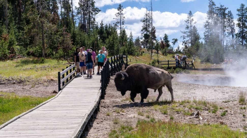 bison yellowstone