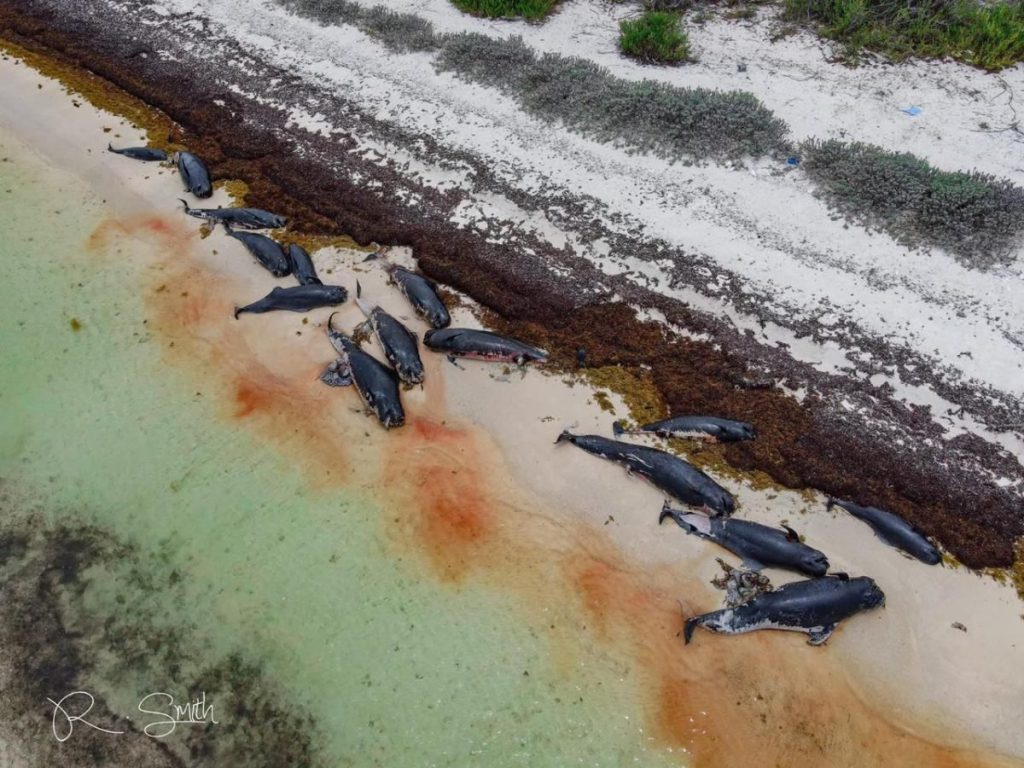 Dead pilot whales found beached on Anegada.