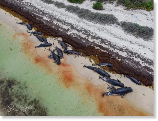 Dead pilot whales found beached on Anegada.