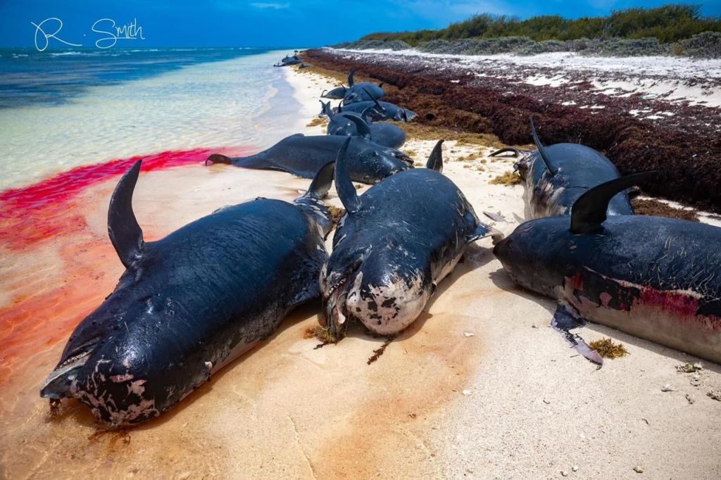 Click to enlarge Dead pilot whales found beached on Anegada.