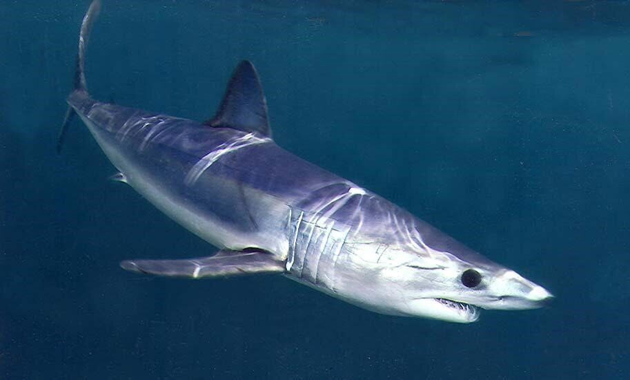 mako shark