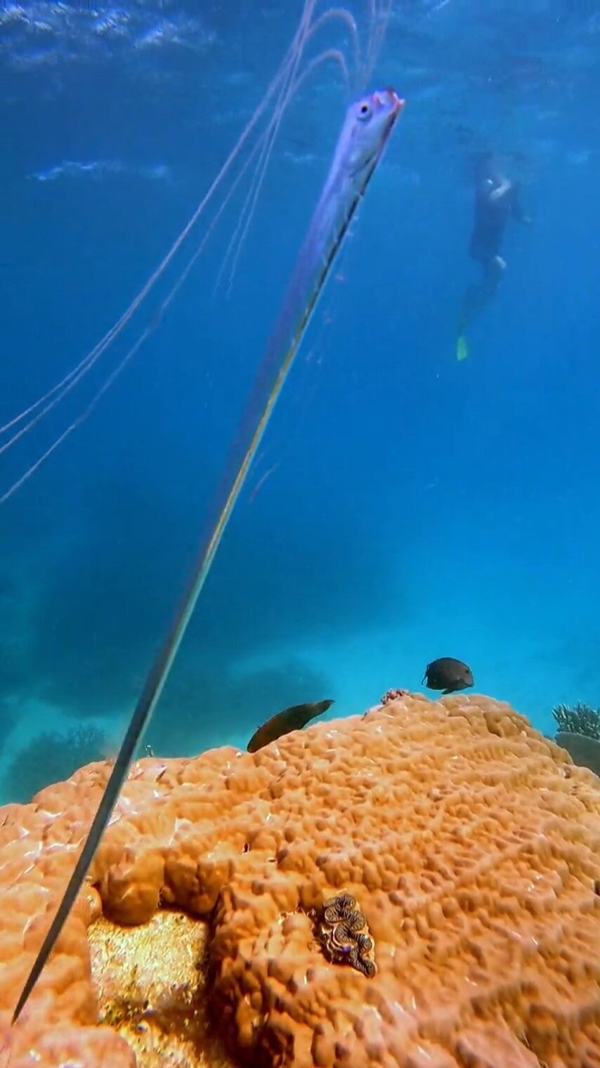A rare juvenile oarfish was spotted near Opal Reef about 48 kilometres off Port Douglas.