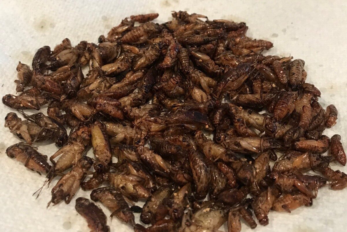 Click to enlarge Cooked Crickets