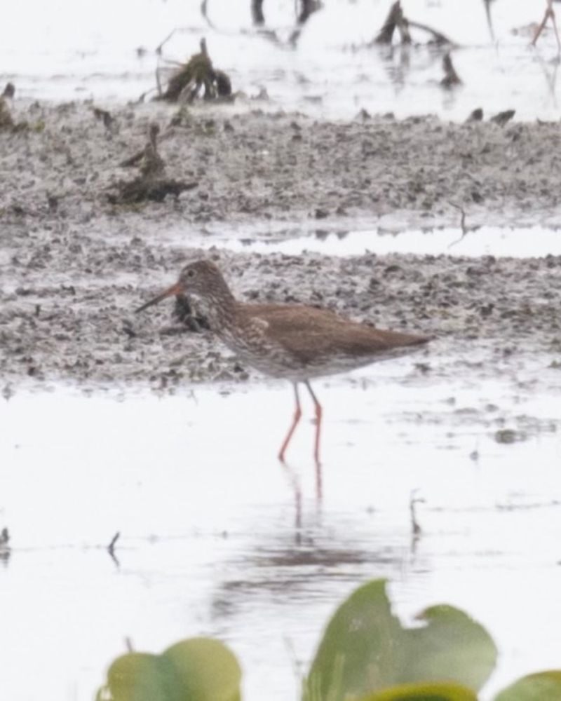 A Eurasian shorebird known as a common redshank was discovered in a Detroit-area marsh on July 4, 2022.