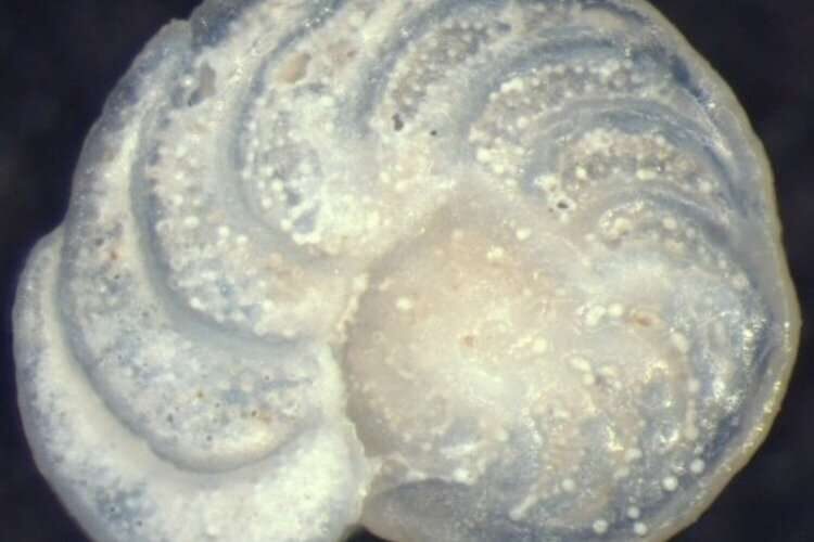 shell