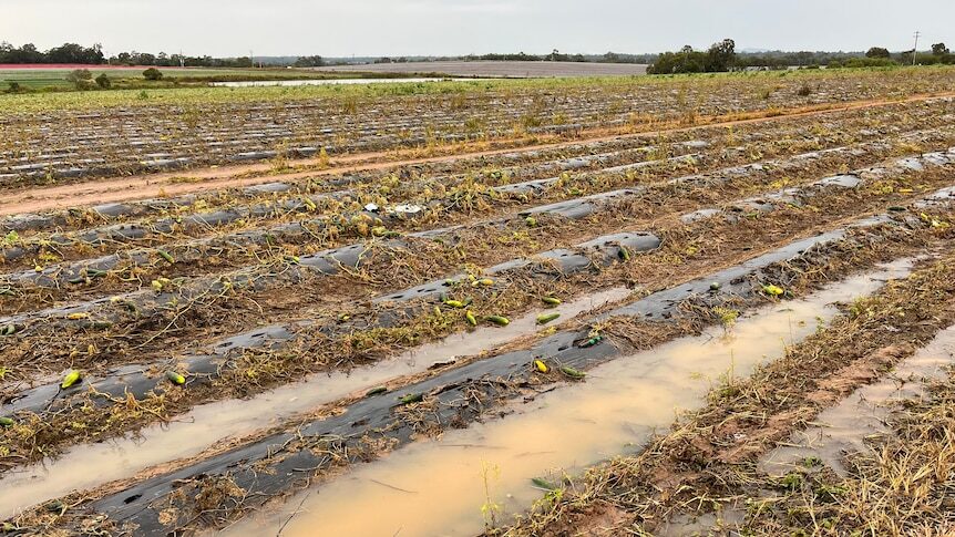 A crop of zucchini plants inundated by rain in Bundaberg.