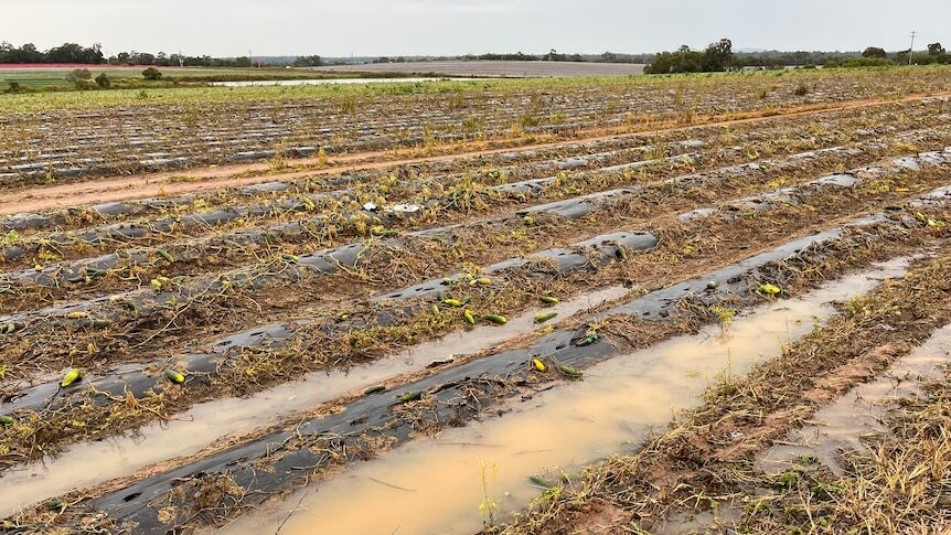 Click to enlarge A crop of zucchini plants inundated by rain in Bundaberg.
