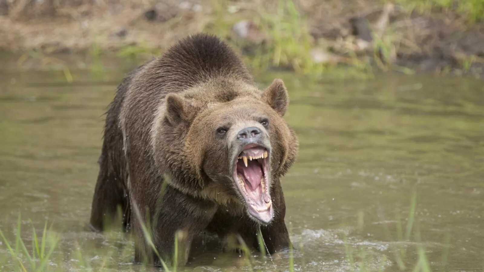 A stock photo shows a brown bear baring its teeth