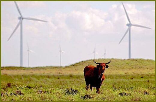 turbines cattle