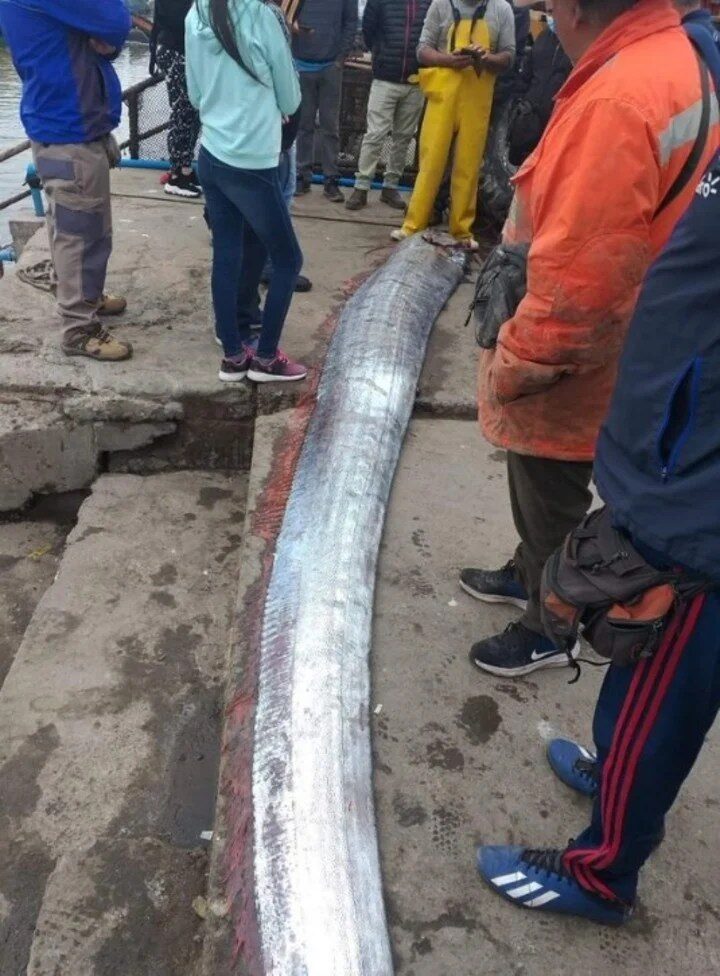 oarfish
