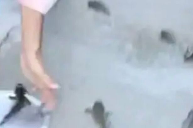 Click to enlarge fish