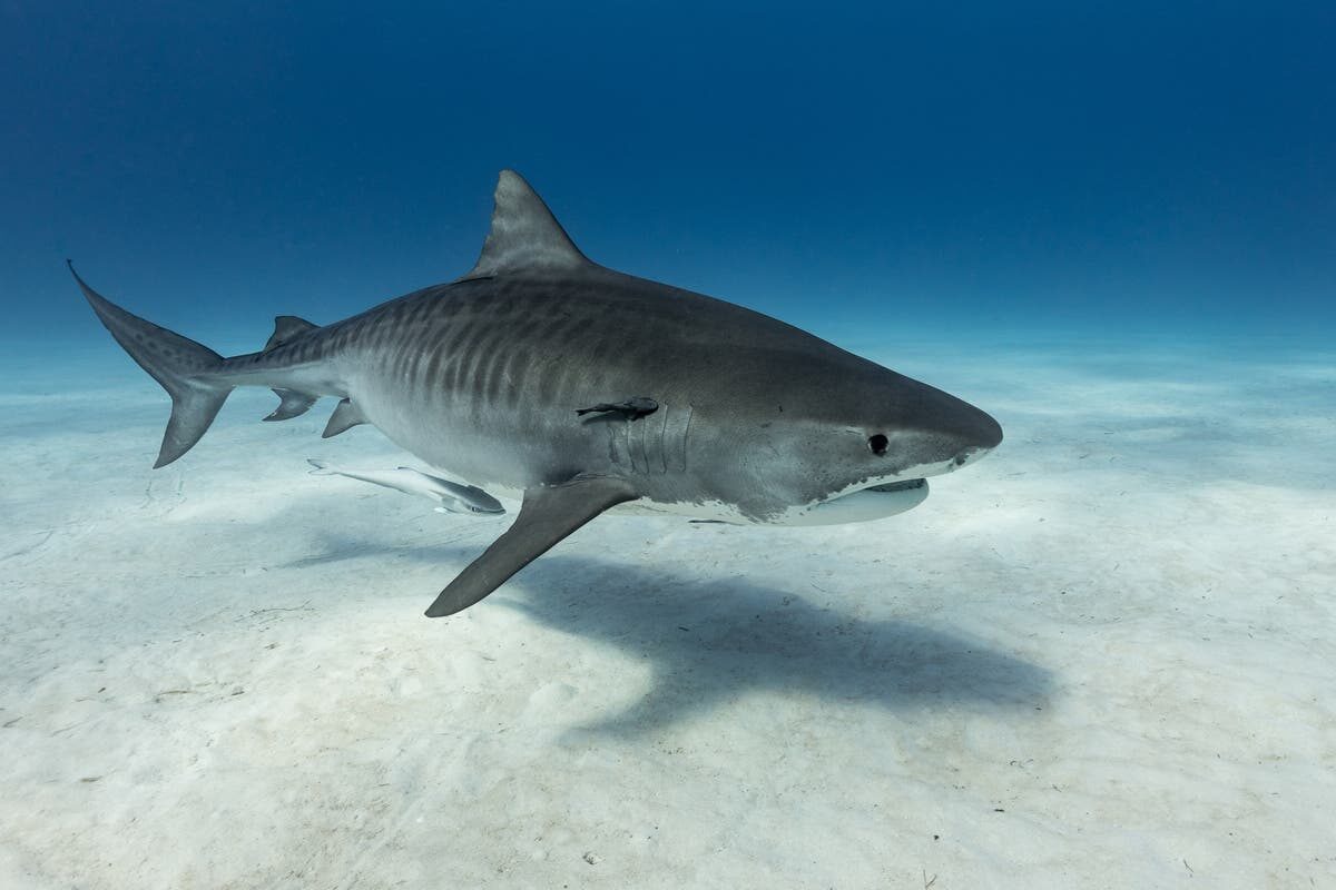 Click to enlarge shark