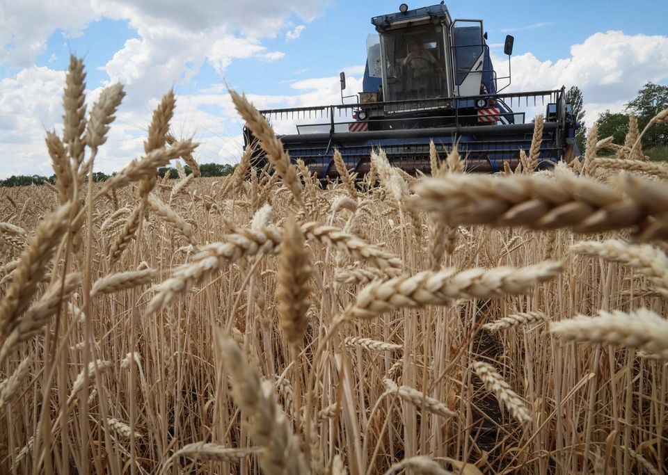 farmer wheat grain ukraine