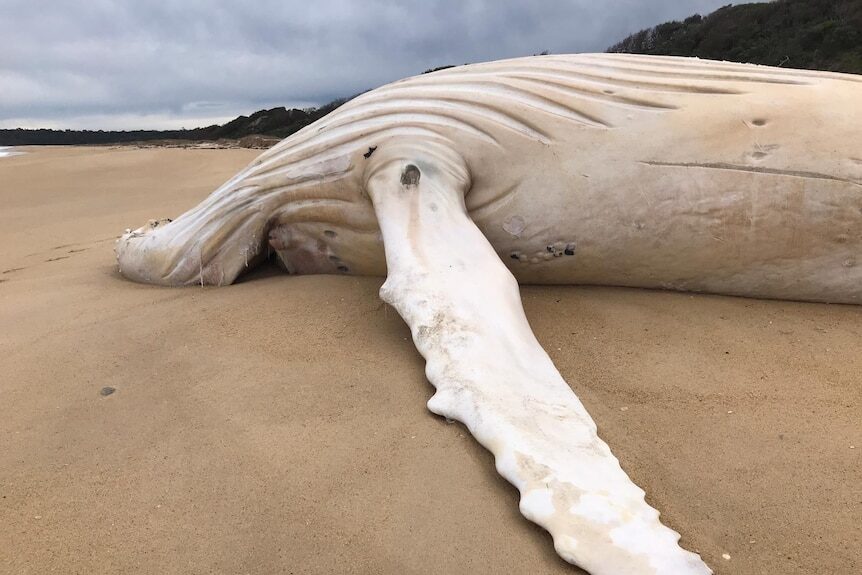 Click to enlarge The white whale has washed up on a beach at Mallacoota that is only accessible by water.
