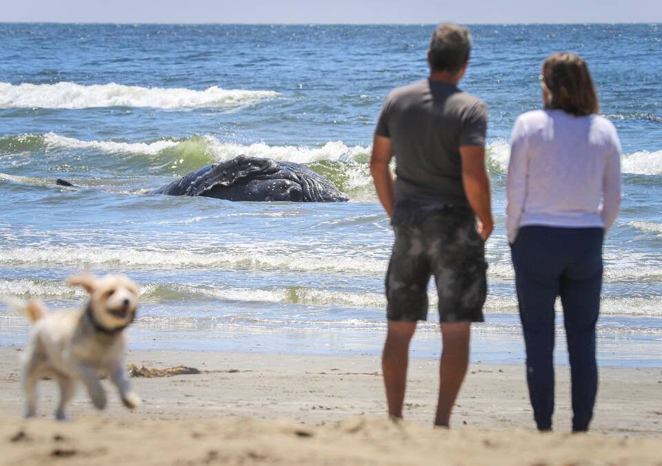 Click to enlarge The carcass of a dead humpback whale washed