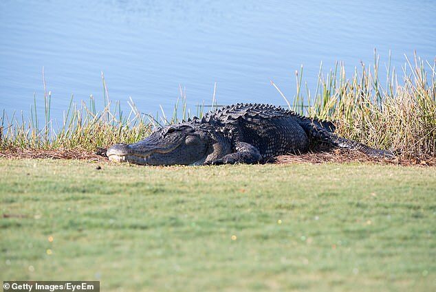 Investigators say as the woman was trying to stay afloat, two alligators (like the one seen here) were seen swimming toward her and grabbing her before she could escape