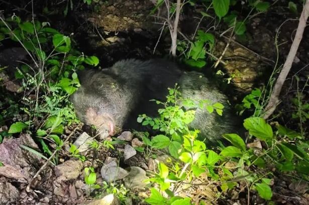 The villagers reportedly beat the animal to death.